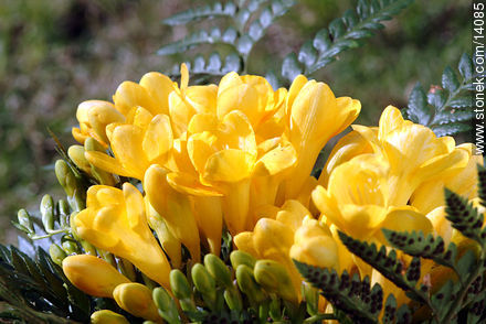 Fresias - Flora - IMÁGENES VARIAS. Foto No. 14085