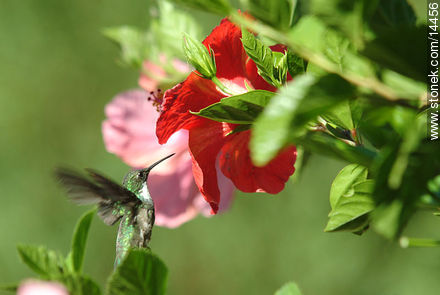 Colibrí en flor de ibisco - Departamento de Maldonado - URUGUAY. Foto No. 14456