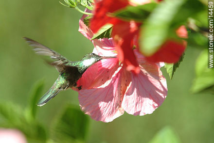 Colibrí en flor de ibisco - Fauna - IMÁGENES VARIAS. Foto No. 14459
