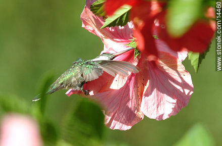 Colibrí en flor de ibisco - Fauna - IMÁGENES VARIAS. Foto No. 14460