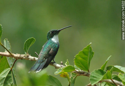 Picaflor o colibrí - Departamento de Maldonado - URUGUAY. Foto No. 14522