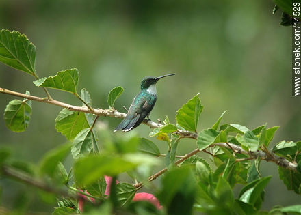 Picaflor o colibrí - Departamento de Maldonado - URUGUAY. Foto No. 14523