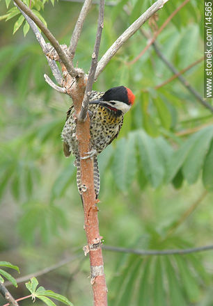 Green-barred Woodpecker  - Department of Maldonado - URUGUAY. Photo #14565
