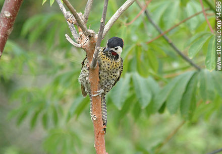 Green-barred Woodpecker  - Department of Maldonado - URUGUAY. Photo #14566