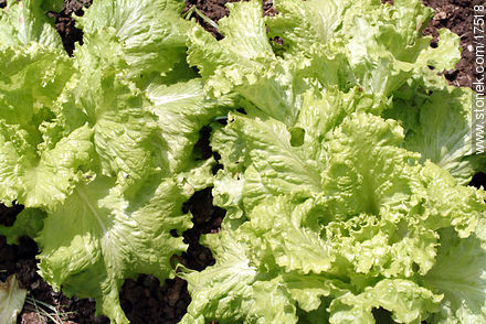 Lettuce - Flora - MORE IMAGES. Photo #17518