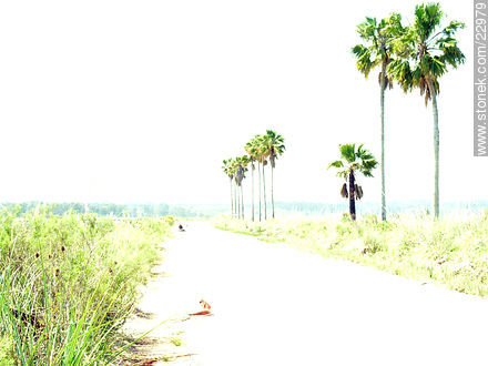 Camino ardiente con palmeras - Departamento de Montevideo - URUGUAY. Foto No. 22979