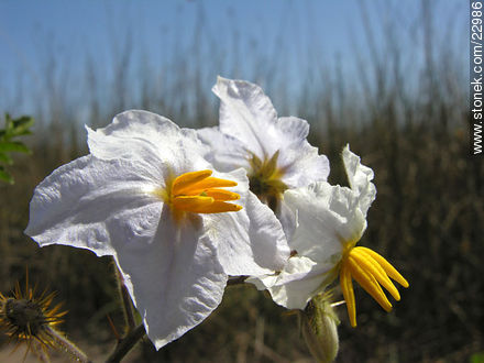 Flor silvestre - Flora - IMÁGENES VARIAS. Foto No. 22986
