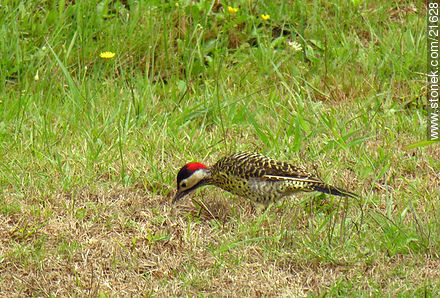 Woodpecker - Fauna - MORE IMAGES. Photo #21628