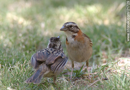Chingolo alimentando a su pichón - Fauna - IMÁGENES VARIAS. Foto No. 21729
