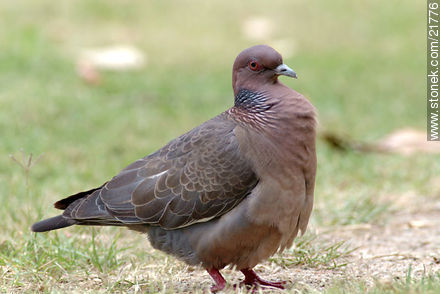 Picazuro Pigeon - Fauna - MORE IMAGES. Photo #21776