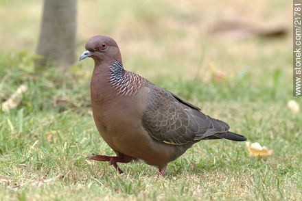 Picazuro Pigeon - Fauna - MORE IMAGES. Photo #21781