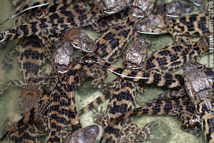 Crías de caimán - Fauna - IMÁGENES VARIAS. Foto No. 21796