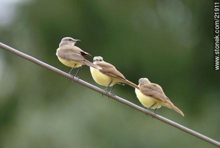 Tropical Kingbird - Fauna - MORE IMAGES. Photo #21911