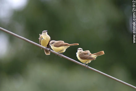Tropical Kingbird - Fauna - MORE IMAGES. Photo #21912