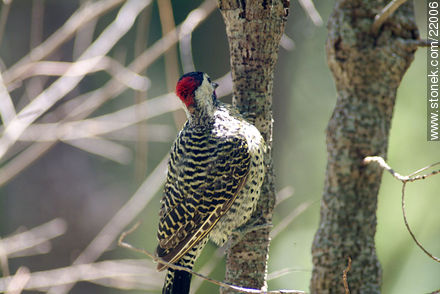 Woodpecker - Fauna - MORE IMAGES. Photo #22006