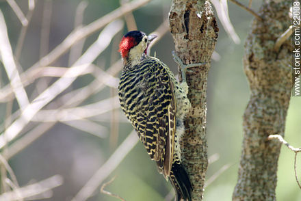 Woodpecker - Fauna - MORE IMAGES. Photo #22008
