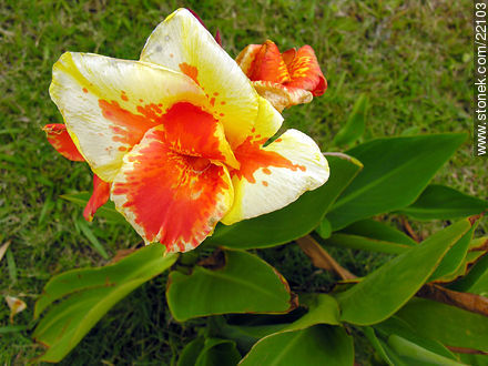 Gladiolo - Flora - IMÁGENES VARIAS. Foto No. 22103