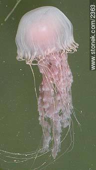 Medusa, jellyfish in port water. - Department of Maldonado - URUGUAY. Photo #2363