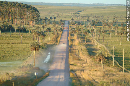 Camino del Indio. Route 16 between the palm trees.  - Department of Rocha - URUGUAY. Photo #11769