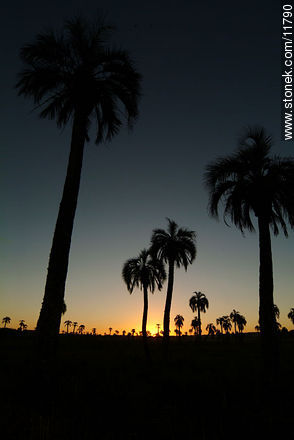 Palm grove at sunset - Department of Rocha - URUGUAY. Photo #11790