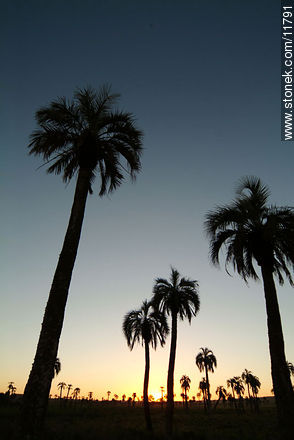 Palm grove at sunset - Department of Rocha - URUGUAY. Photo #11791