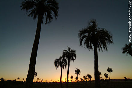 Palm grove at dusk - Department of Rocha - URUGUAY. Photo #11792