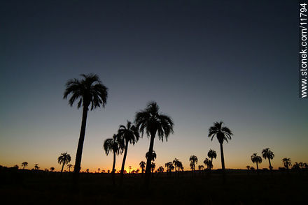 Palm grove at dusk - Department of Rocha - URUGUAY. Photo #11794
