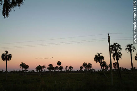 Palm grove at dusk - Department of Rocha - URUGUAY. Photo #11795