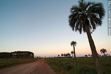 Palm grove at dusk - Department of Rocha - URUGUAY. Photo #11796