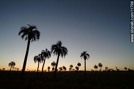 Palm grove at dusk - Department of Rocha - URUGUAY. Photo #11798