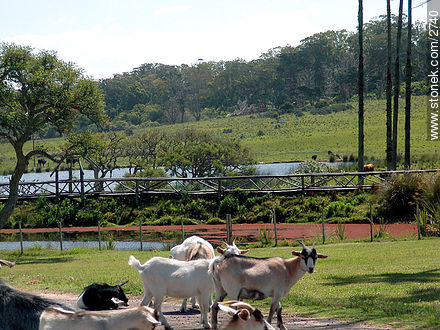 Cabras sueltas - Departamento de Rocha - URUGUAY. Foto No. 2740
