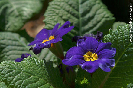 - Flora - IMÁGENES VARIAS. Foto No. 4503