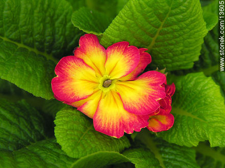 Prímulas - Flora - IMÁGENES VARIAS. Foto No. 13605