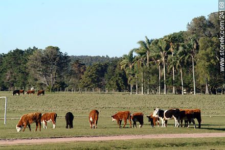 Vacas - Departamento de Florida - URUGUAY. Foto No. 24168