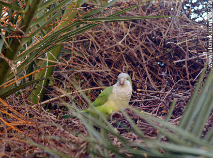 Cotorra en su nido - Departamento de Florida - URUGUAY. Foto No. 24233