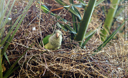 Cotorra en su nido - Departamento de Florida - URUGUAY. Foto No. 24234