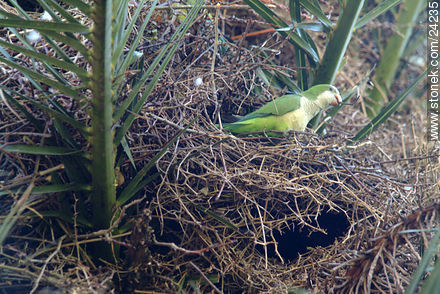 Cotorra en su nido - Departamento de Florida - URUGUAY. Foto No. 24235