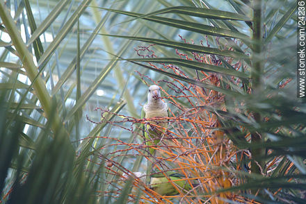 Cotorras en su nido - Departamento de Florida - URUGUAY. Foto No. 24236