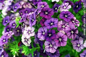 violetas.jpg