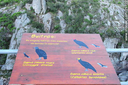 Especies de buitres y cuervos de las sierras - Departamento de Lavalleja - URUGUAY. Foto No. 29722