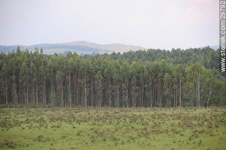 Bosque de eucaliptos - Departamento de Lavalleja - URUGUAY. Foto No. 29792