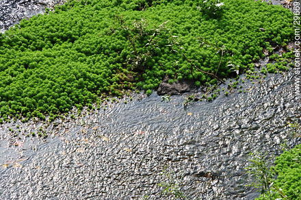 Cañada - Departamento de Colonia - URUGUAY. Foto No. 29669