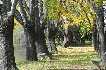 Parque  - Departamento de Colonia - URUGUAY. Foto No. 29659