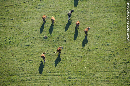 Cows in the green field. Shadows from the air -  - URUGUAY. Foto No. 29848