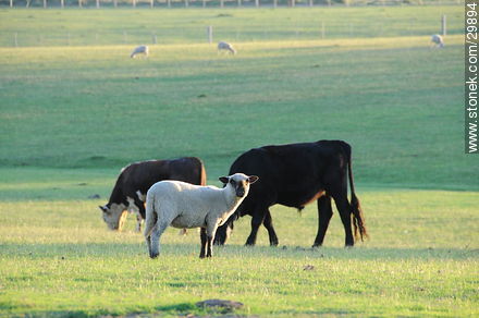Oveja y vacas. - Departamento de Rocha - URUGUAY. Foto No. 29894