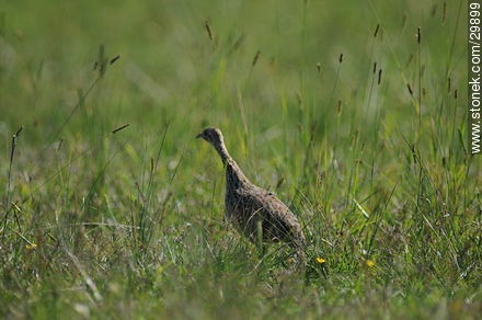 Partridge - Fauna - MORE IMAGES. Photo #29899