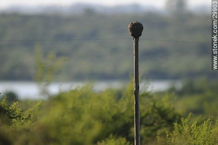 Nido de hornero sobre un poste -  - URUGUAY. Foto No. 29903