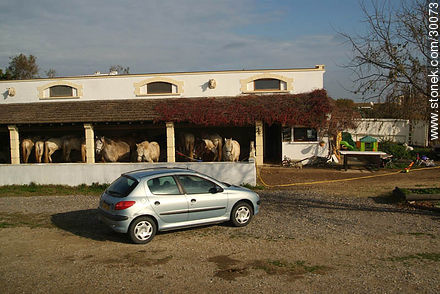 Tierras de gitanos, caballos blancos, toros negros y ... Peugeot - Región Provenza-Alpes-Costa Azul - FRANCIA. Foto No. 30073