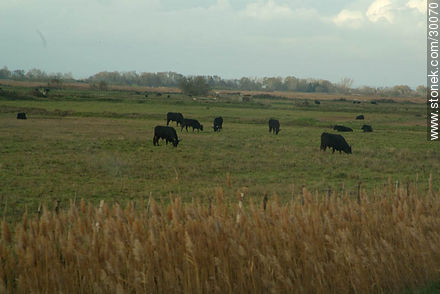 Toros negro en la Camarga (La Camargue) - Región Provenza-Alpes-Costa Azul - FRANCIA. Foto No. 30070