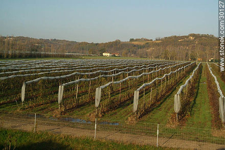 Vineyard - Region of Midi-Pyrénées - FRANCE. Foto No. 30127